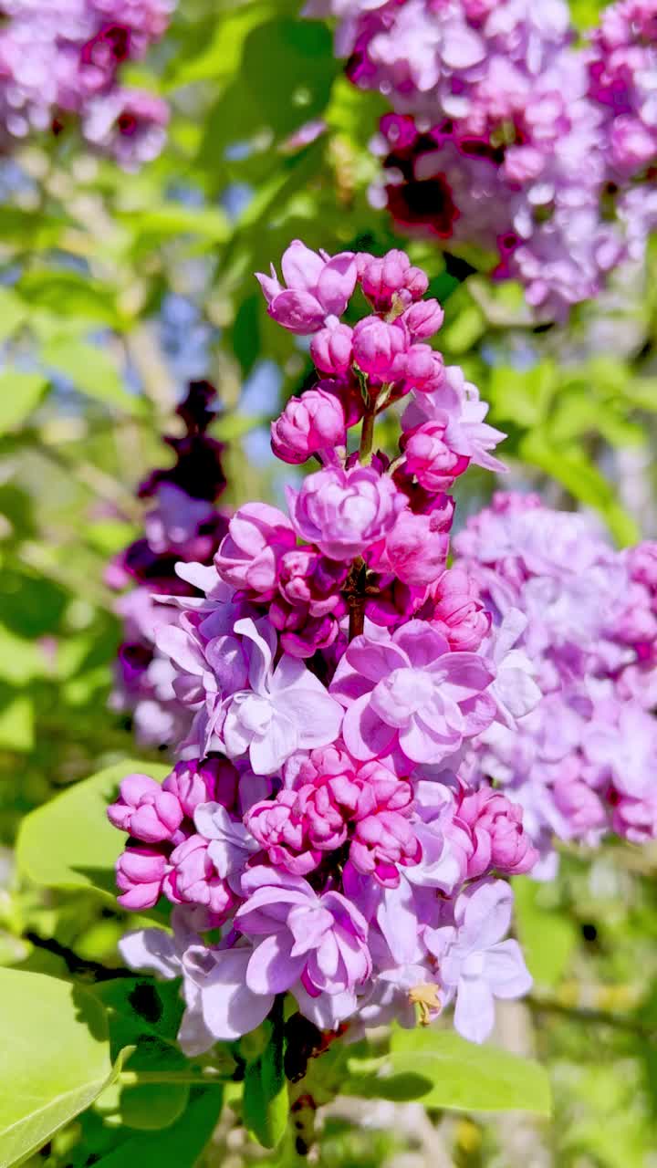 丁香花和春天的颜色视频素材