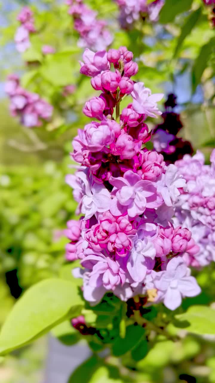 丁香花和春天的颜色视频素材