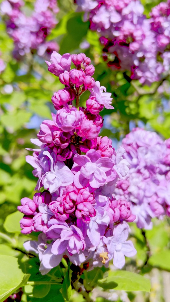 丁香花和春天的颜色视频素材