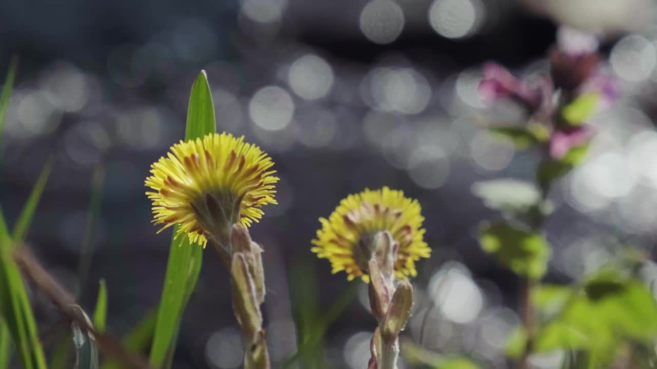 在早春的森林里，河岸上的黄菖蒲花。野生花Tussilago farfara也被称为tash plant, coughwort, foalswort或horse foot视频素材