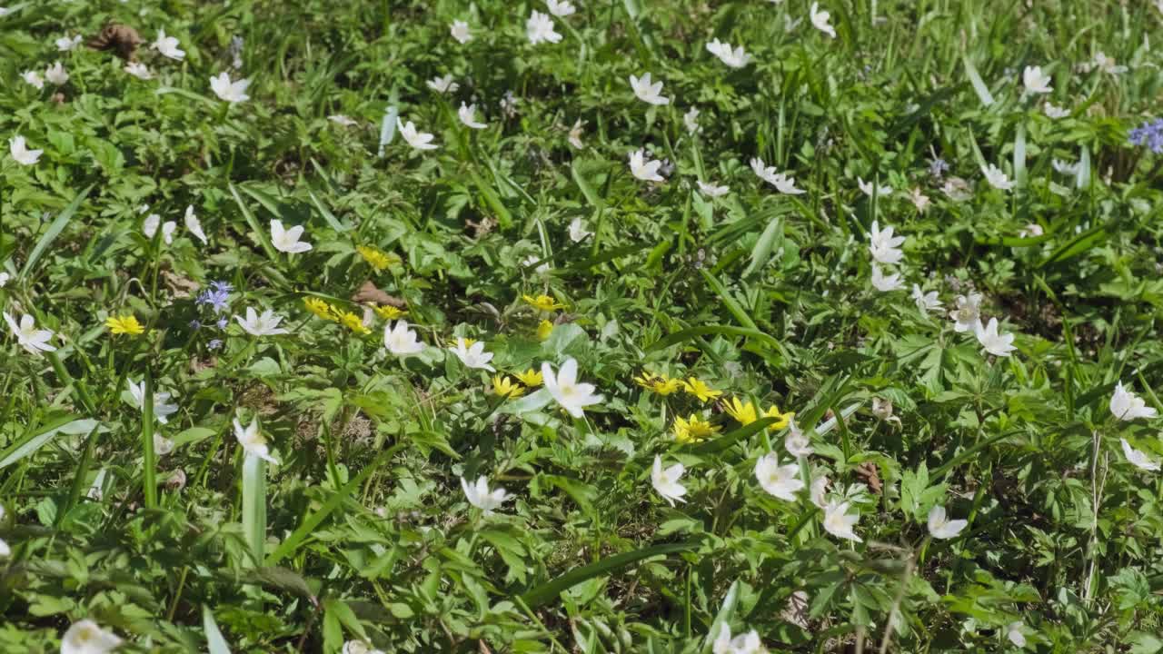 森林里盛开的野花。昆虫为草地上的野花授粉。海葵，海葵和野葵。视频素材