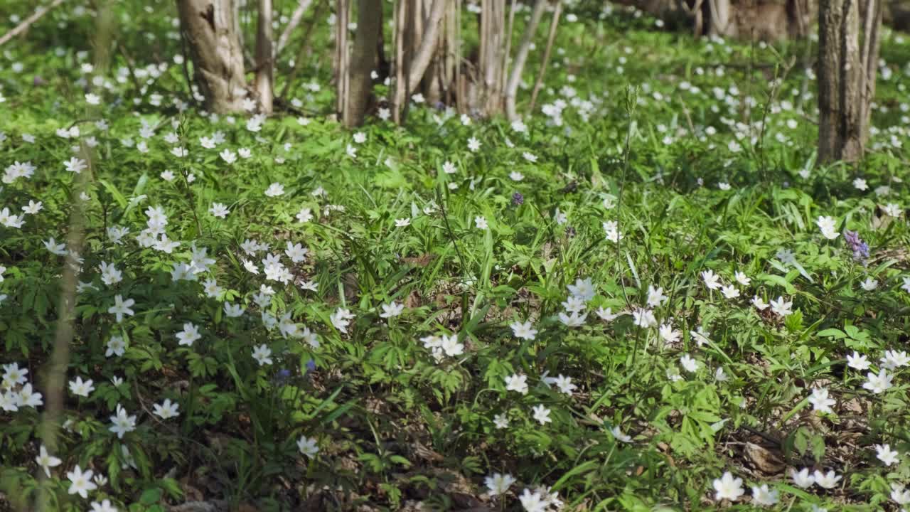 森林里盛开的野花。昆虫为草地上的野花授粉。海葵，海葵和野葵。美丽的大自然。春日阳光明媚，林中百花盛开。视频素材