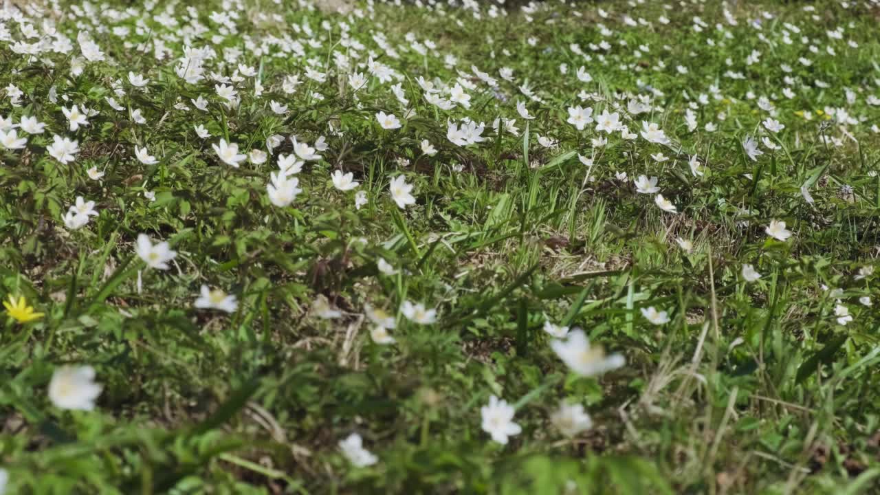 森林里盛开的野花。昆虫为草地上的野花授粉。海葵，海葵和野葵。美丽的大自然。春日阳光明媚，林中百花盛开。视频素材