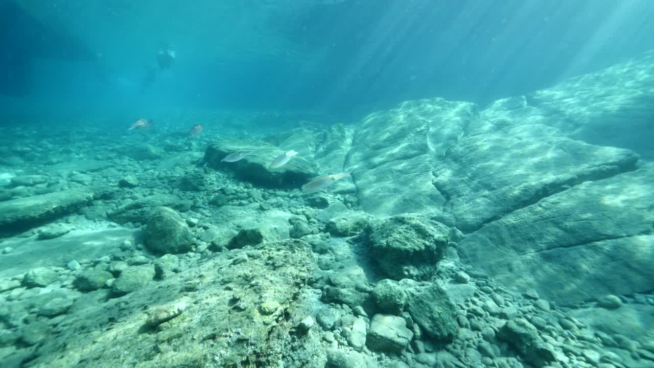 乌贼群水下乌贼在水下近距离游动和缓慢的海洋风景动物头足类乌贼视频素材