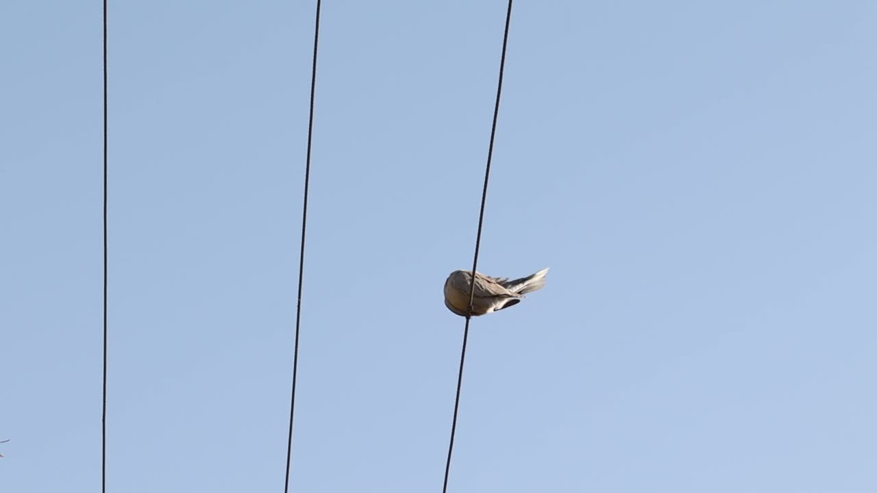 镜头低角度拍摄白色鸽子或鸽子鸟坐在电线与天空背景视频素材