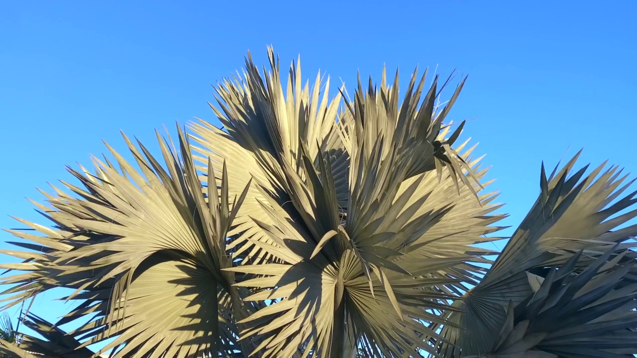 大棕榈树叶植物对天空视频素材