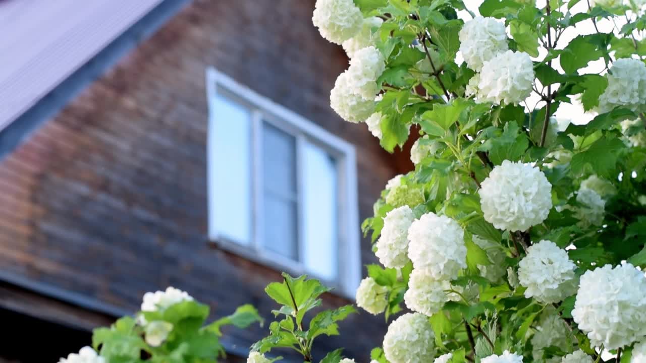 盛开的荚蒾花在乡村木屋的背景上。春天的概念。视频素材