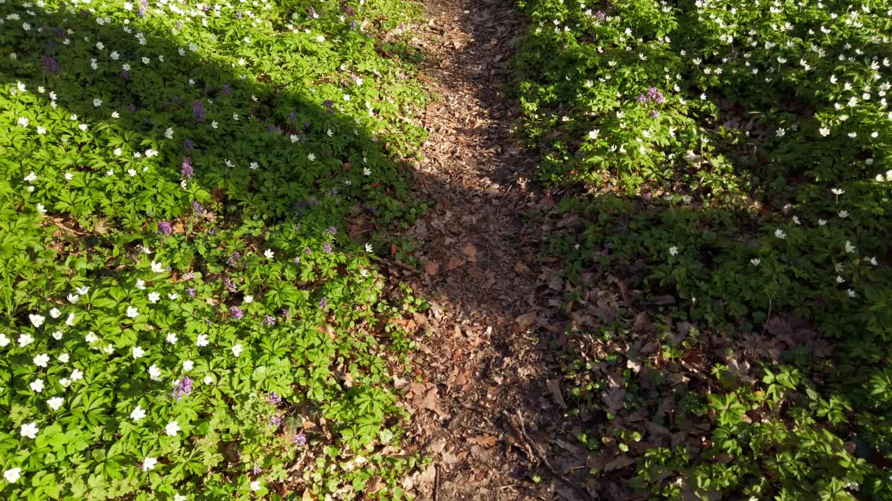 森林里开着白色的海葵花。视频素材