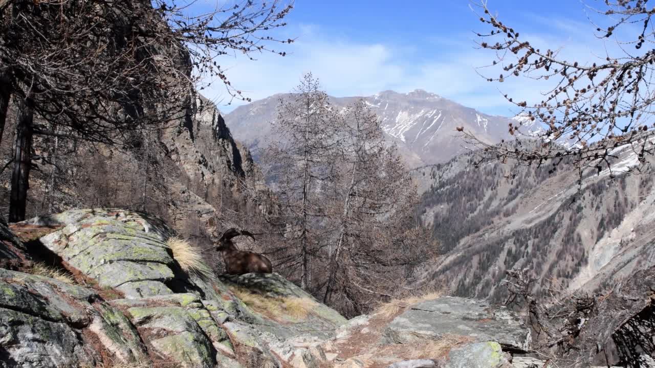 风景中的公野山羊视频素材