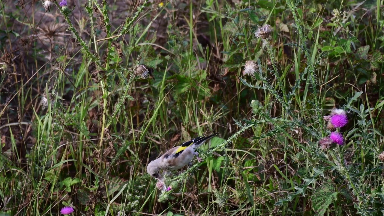 欧洲金翅雀(Carduelis Carduelis)是一种栖息在植物上寻找种子的鸟视频素材