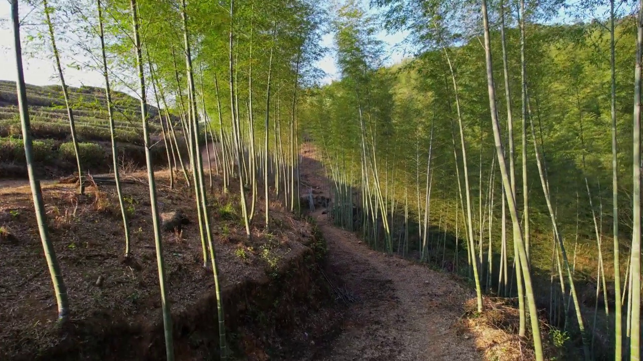 茂密的竹林和阳光下土路视频素材