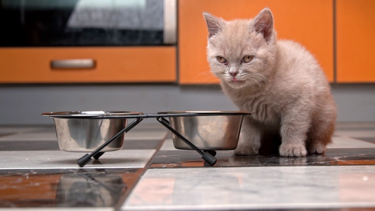 苏格兰直猫在一个大的碗里吃食物在慢动作视频素材