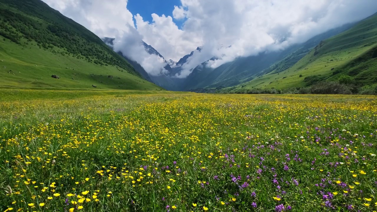 野花草地和山脉视频素材