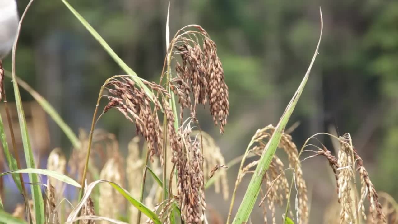 农村农场水稻成熟，收获季节。帕迪的耳朵在风中摇晃。视频素材