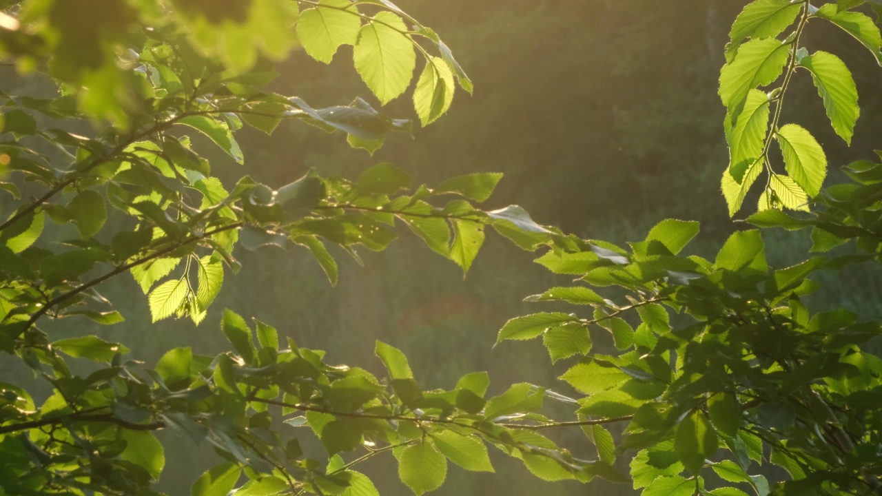 树上的绿叶随风摇曳，倒映在水中，阳光透过树叶照射进来。夏季或春季早晨的河面。森林中自然的宁静与自然之美。景观视频素材