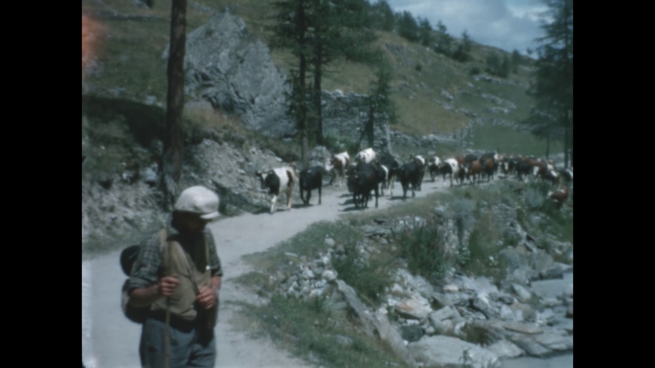 1959年的意大利，牧羊人在放牧山牛视频素材