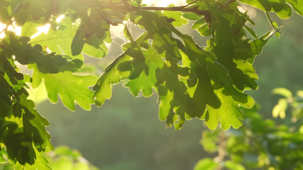 橡树上。橡树上的绿叶在风中摇曳，倒映在水中，阳光透过树叶照射进来。夏季或春季早晨的河面。森林自然背景下的自然宁静与自然之美视频素材