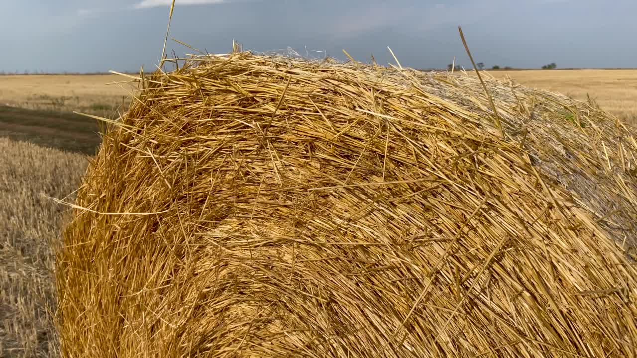 夏末收割后，卷起的干草堆躺在金色的田野上。干稻草的黄色绳。概念农业工作，农村生活。粮食作物的种植。割草。视频下载