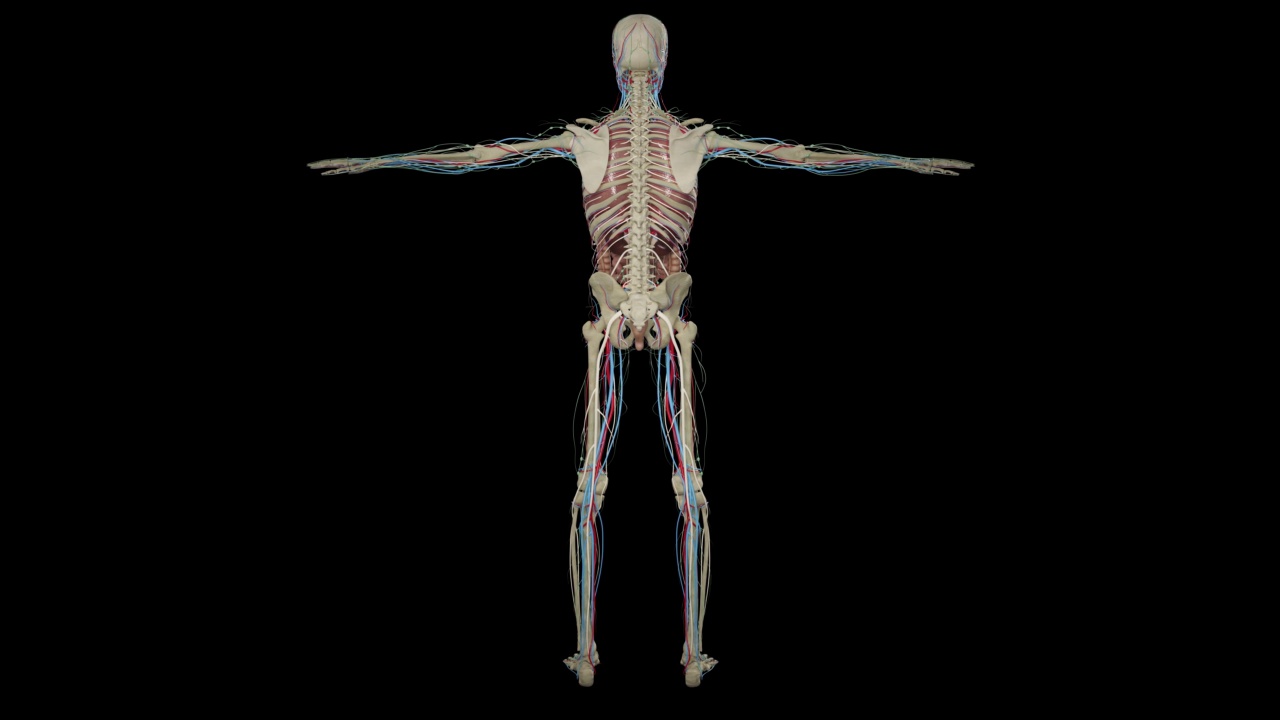 人体解剖学，肌肉，器官，骨骼。3d渲染，3d解剖图谱视频素材