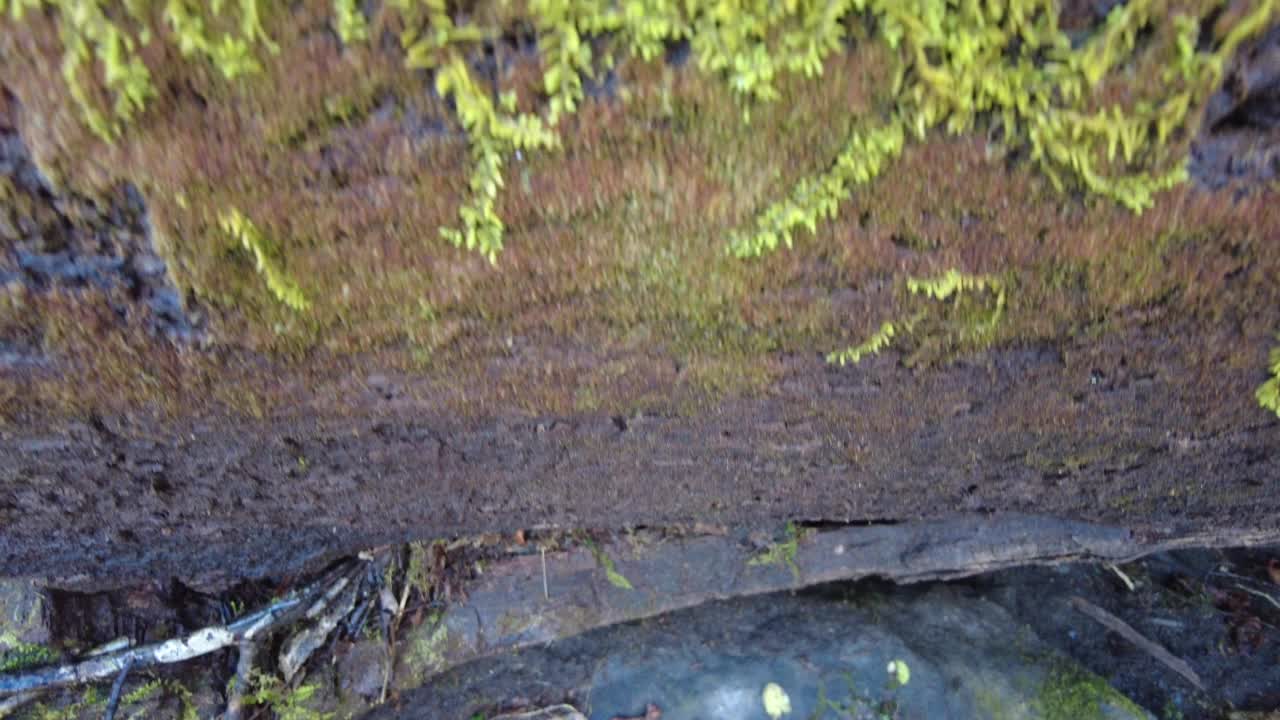 镜头升起在长满青苔的原木上，露出布拉德利·福克视频素材