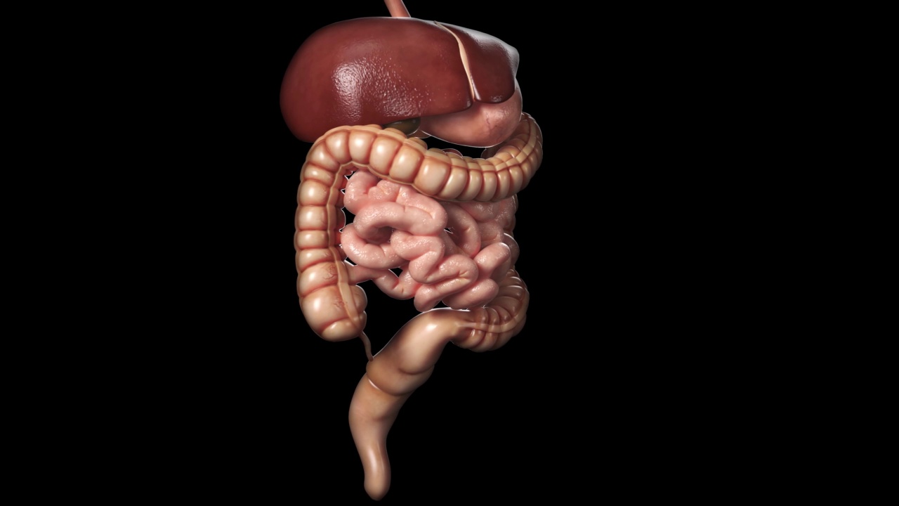 3D渲染渲染消化系统。人体解剖学视频素材