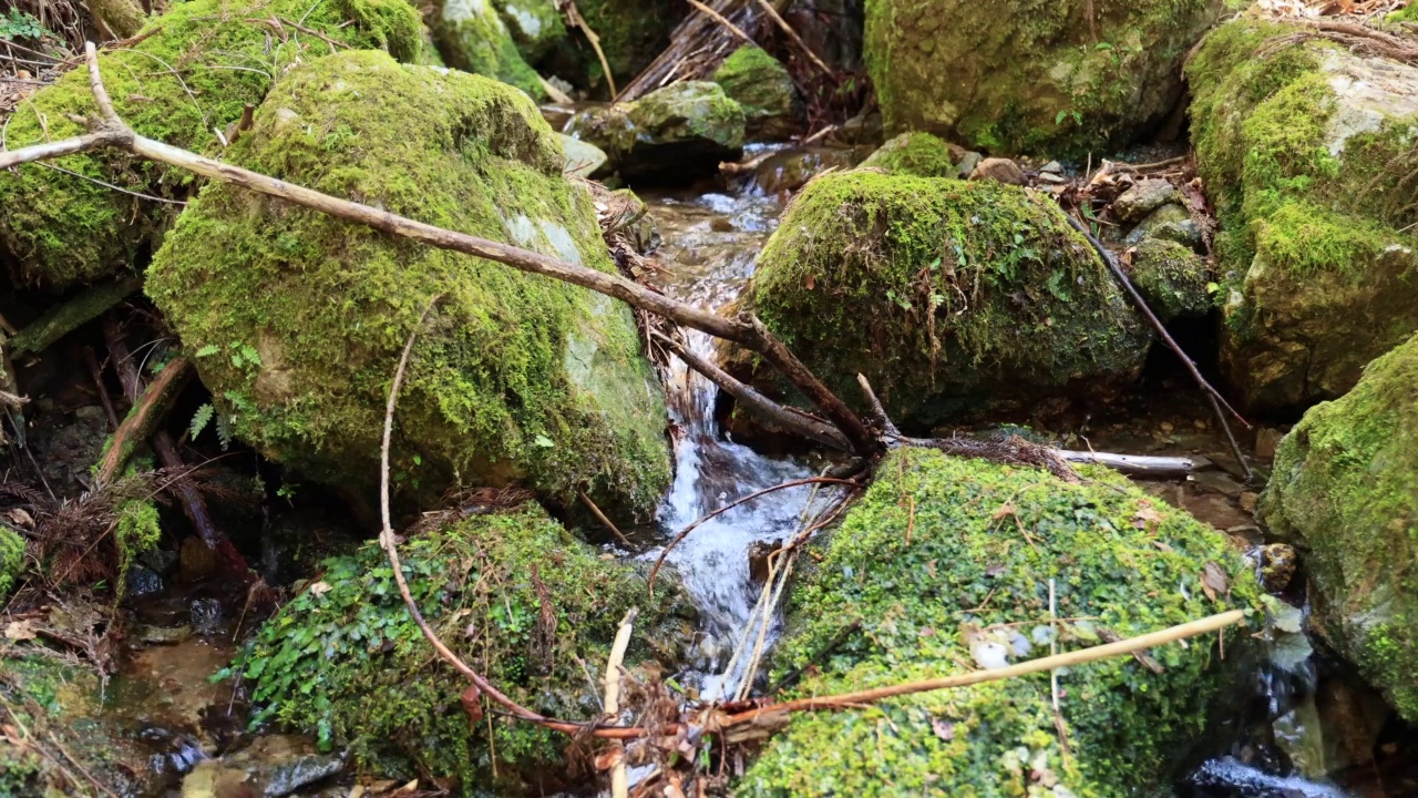 长满青苔的岩石和清纯的溪水视频素材