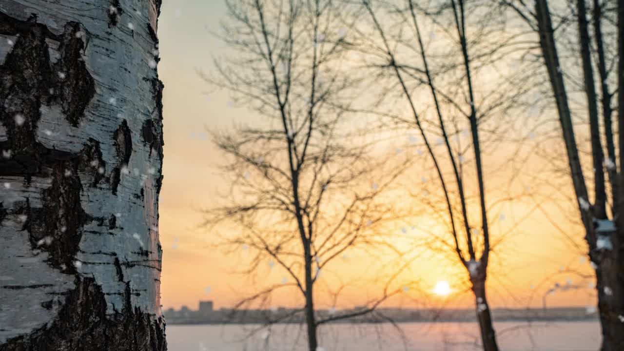 美丽的冬季日落，相机运动从底部到顶部沿桦树。美丽的降雪。4 k视频素材