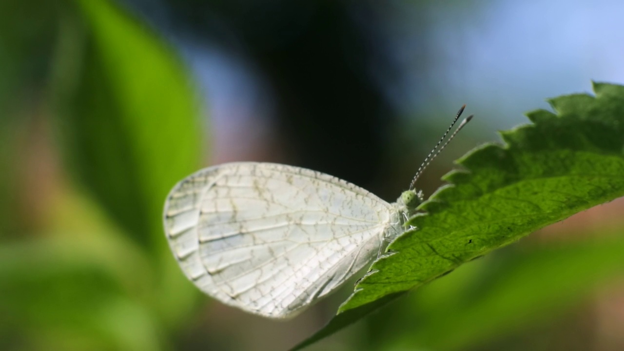 野生森林里，一只白蝴蝶栖息在一片树叶上视频下载