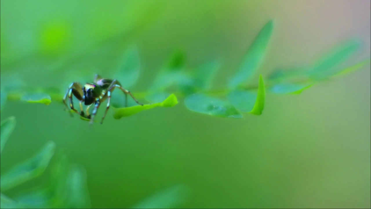 植物高清视频中的跳蜘蛛。昆虫在树叶。视频素材