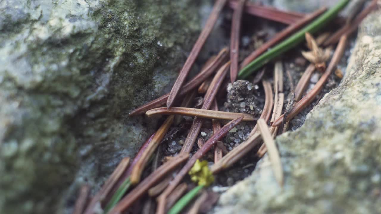 大蚂蚁在花园里的干松针上爬行视频素材