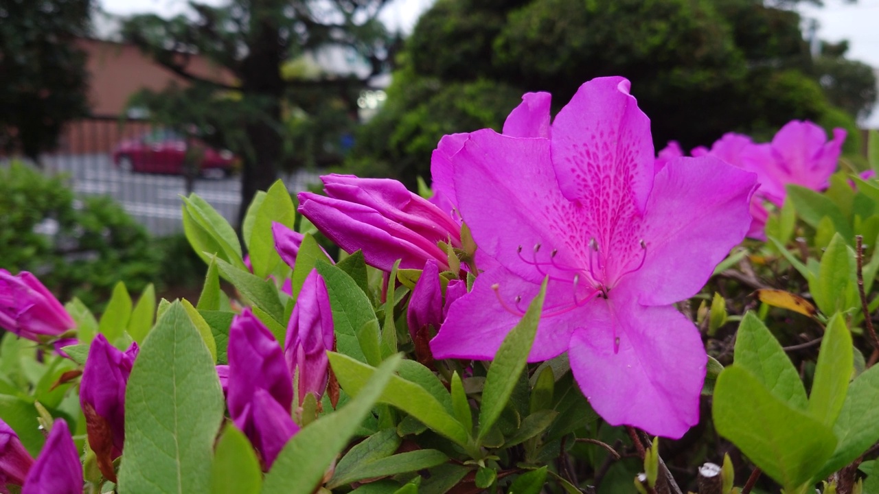 杜鹃花视频素材