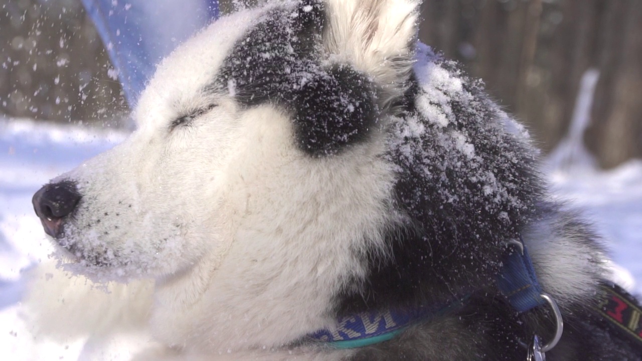 哈士奇在雪下晒太阳视频素材