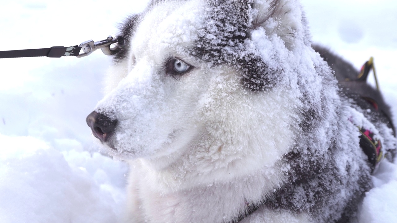 深雪中的西伯利亚哈士奇狗特写肖像视频素材