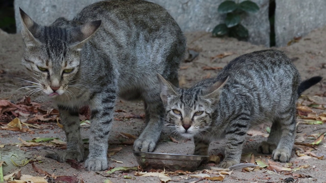 一只猫和一只小猫在吃碗里的食物视频素材