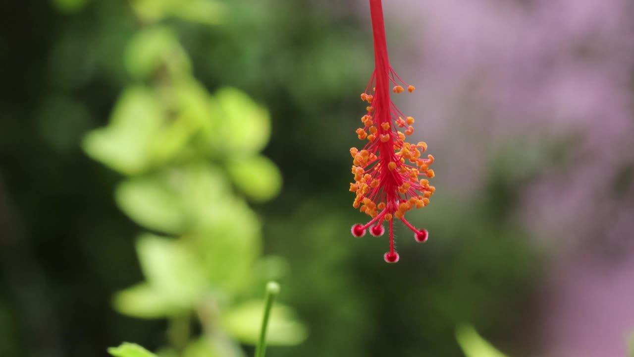 离焦背景下的红色芙蓉花授粉片段视频素材