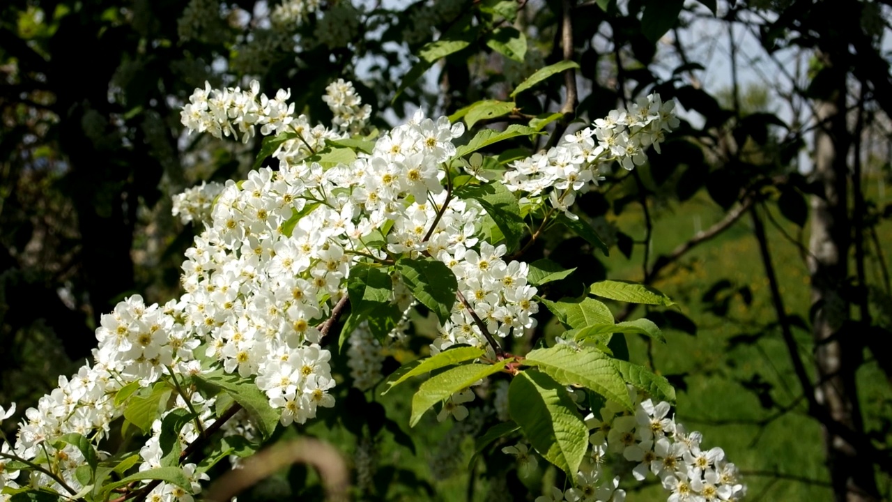 春天，树上绽开了新鲜的白色花朵。在微风中移动，近距离拍摄，实时拍摄，没有人视频素材