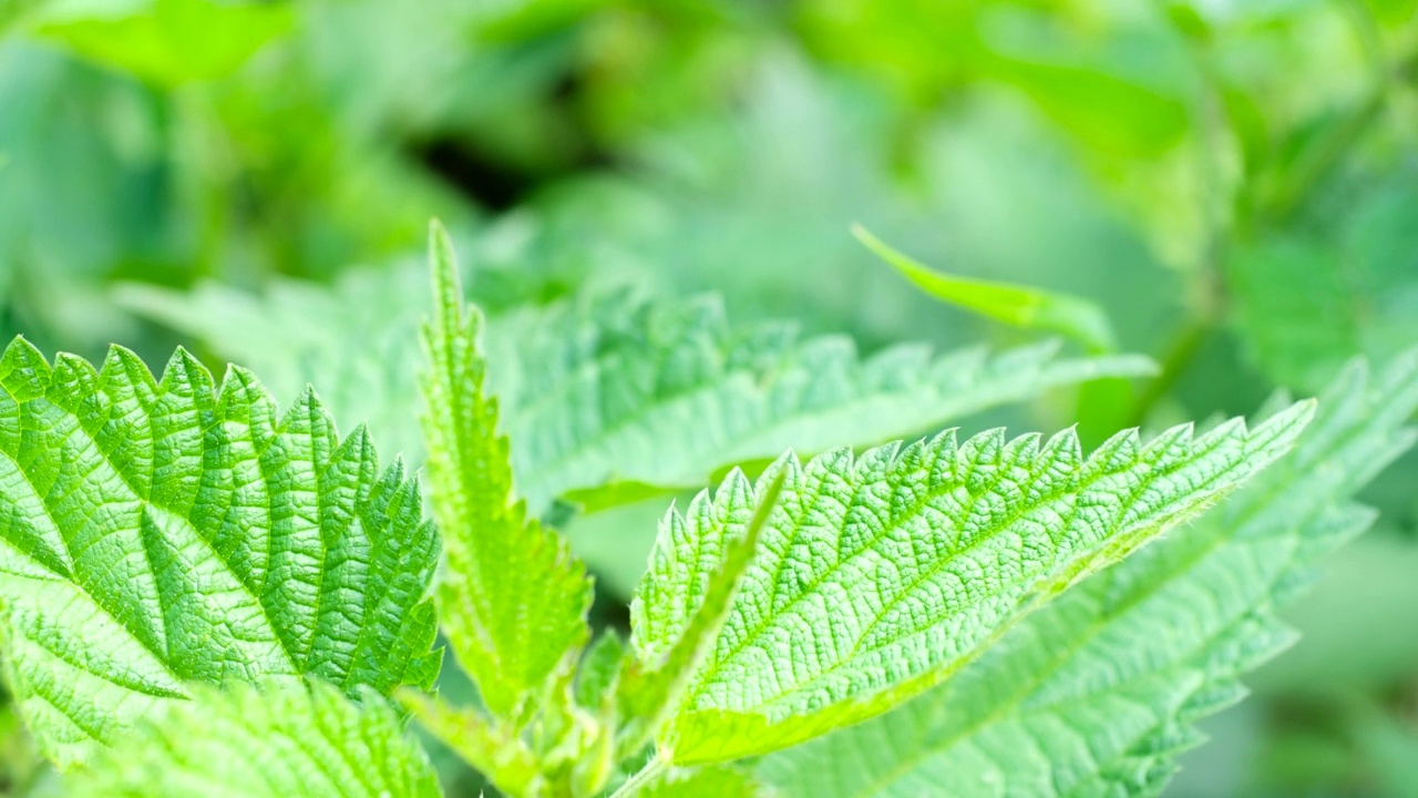 特写的刺荨麻在4K视频。绿色荨麻叶背景细节。视频素材