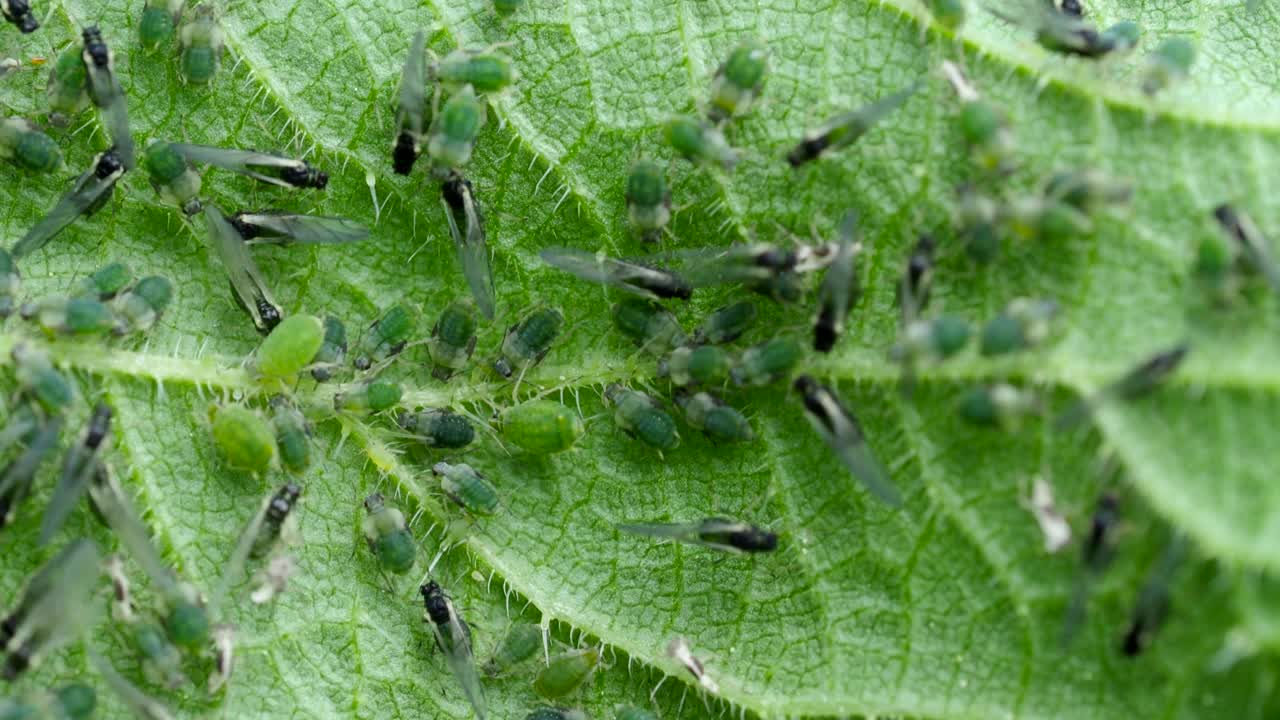 在荨麻叶上蚜虫殖民地的特写4K视频。害虫的微距镜头。视频素材