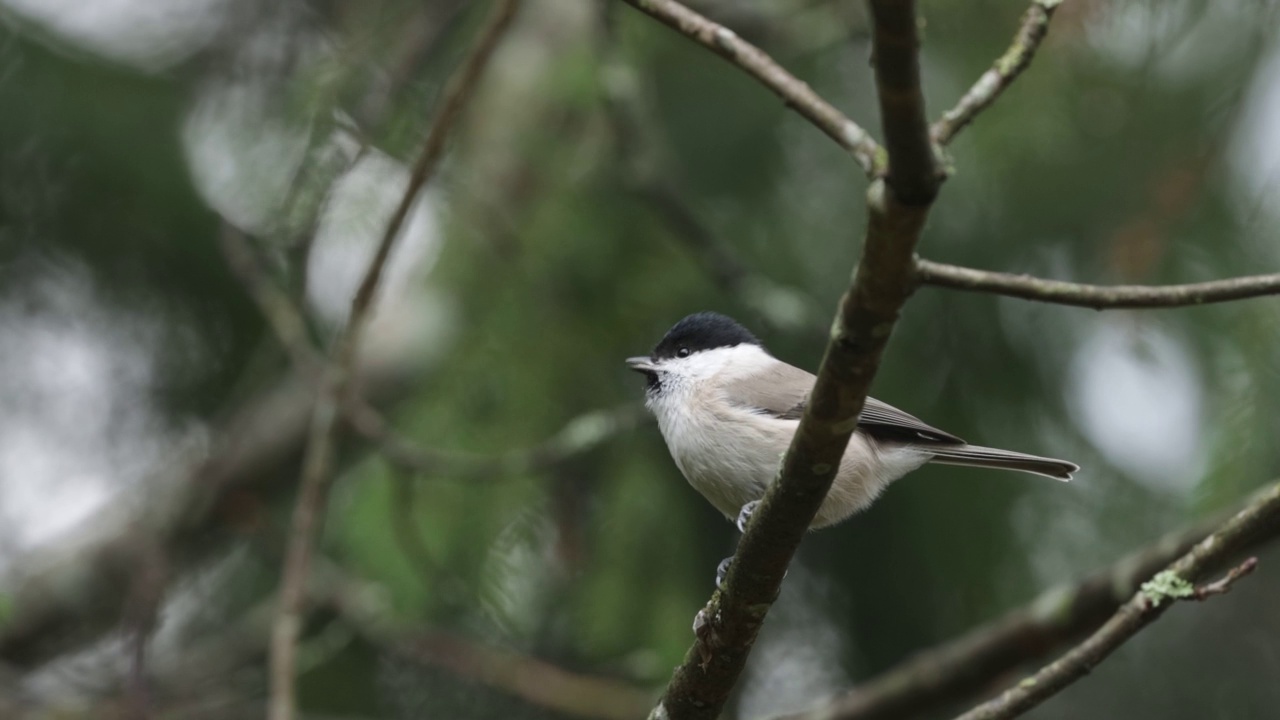 栖息在秋天北方针叶林沼泽山雀视频素材