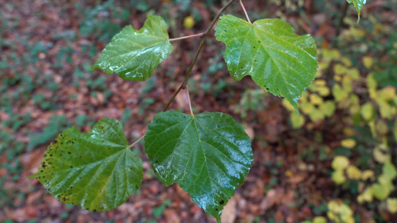 秋天雨后，森林里树枝上的绿湿叶子视频素材