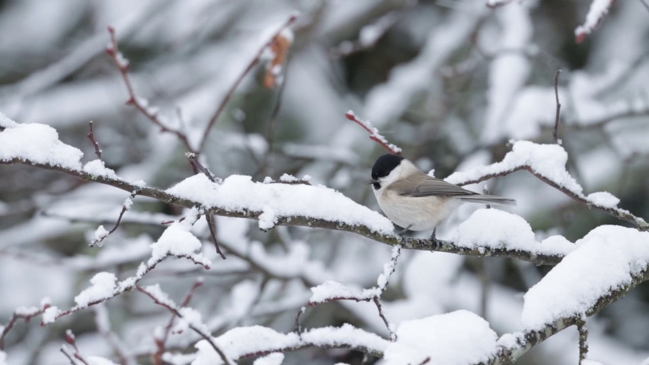 一场暴风雪中，沼泽山雀栖息在一根被雪覆盖的树枝上视频素材