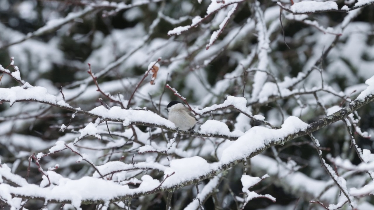 一场暴风雪中，沼泽山雀栖息在一根被雪覆盖的树枝上视频素材