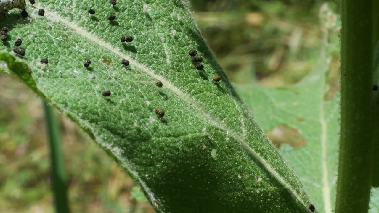 树叶上的粪便和毛虫视频素材