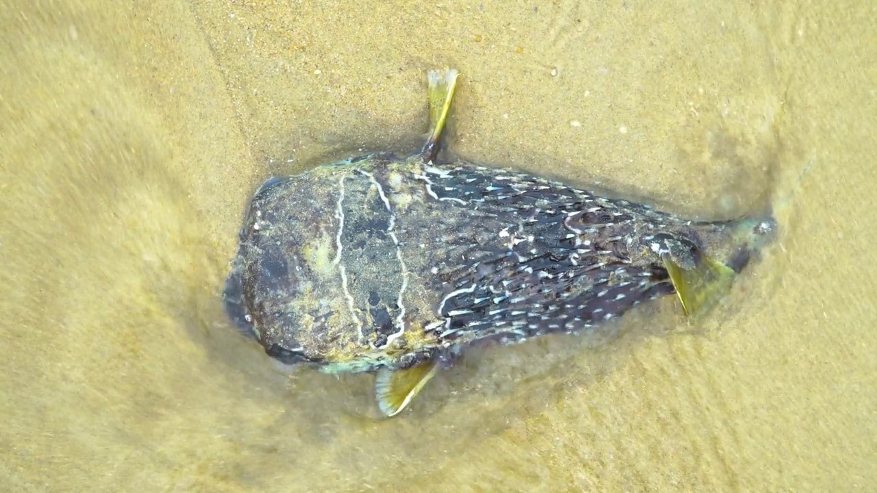 海滩上的死河豚视频素材