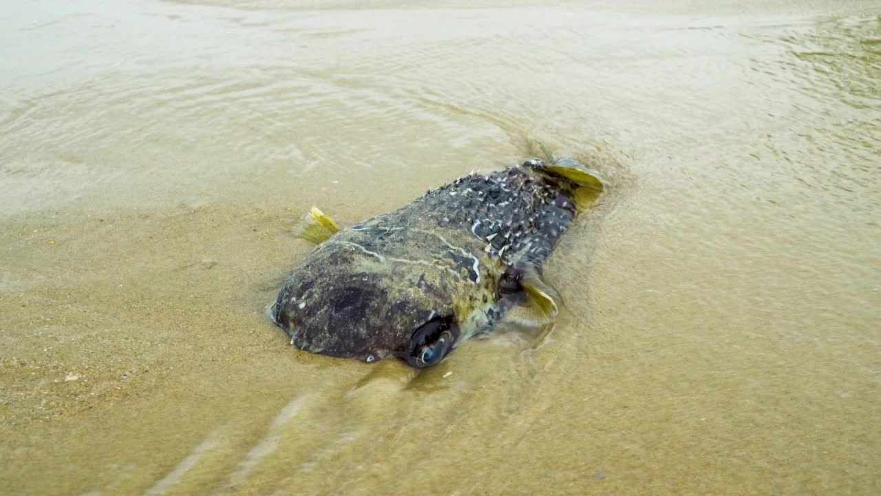 海滩上的死河豚视频素材