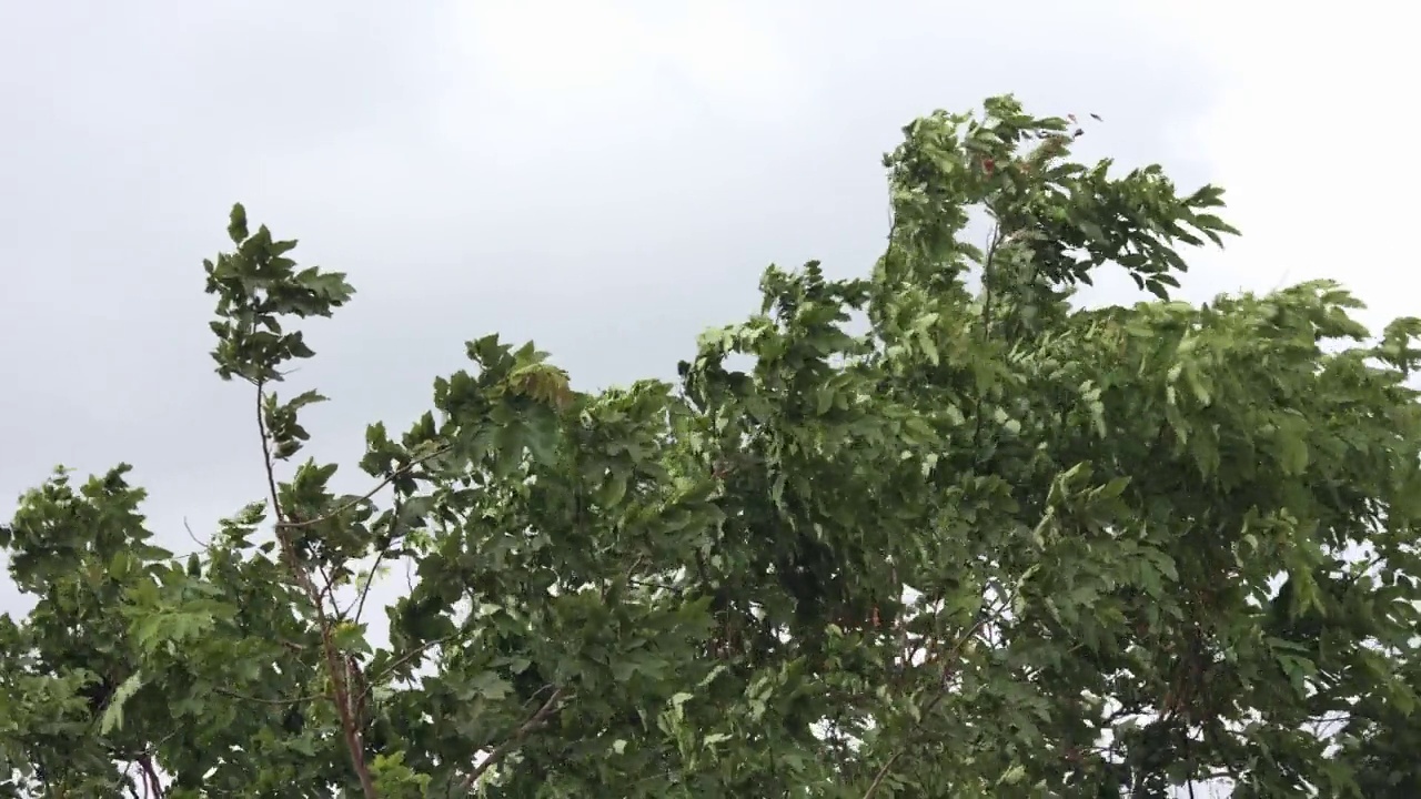 热带地区的夏季风暴、暴雨和强风视频素材