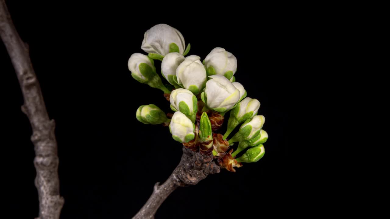 梅花白花盛开在时间流逝在黑色的背景。春天树枝，花蕾开放，花瓣和雄蕊移动，在时间流逝视频素材