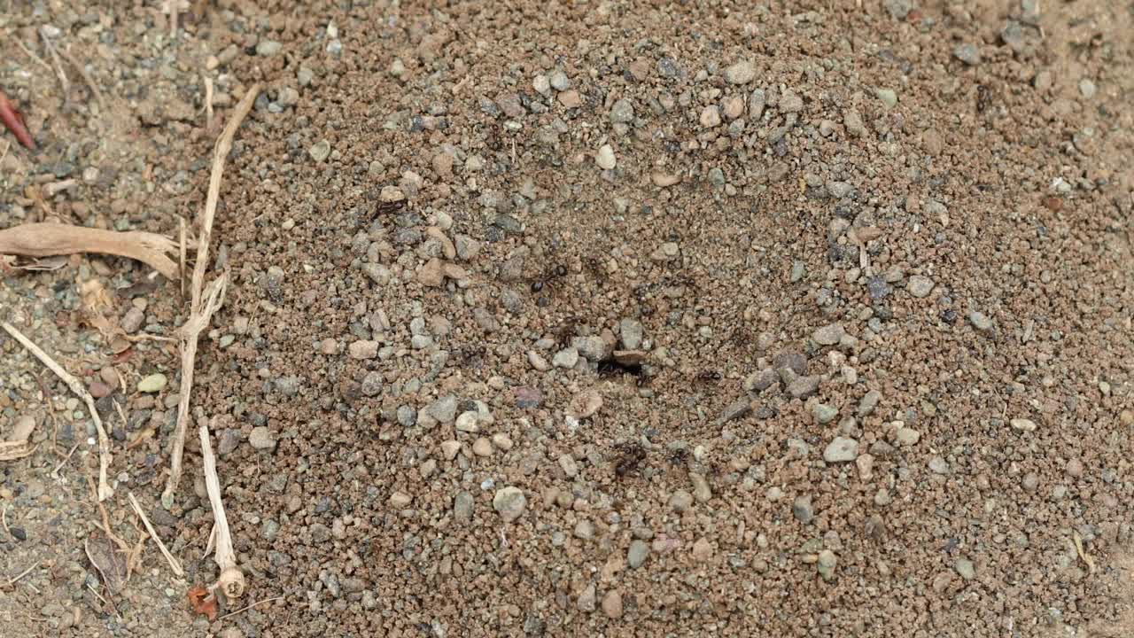 沙滩上的蚁巢视频素材