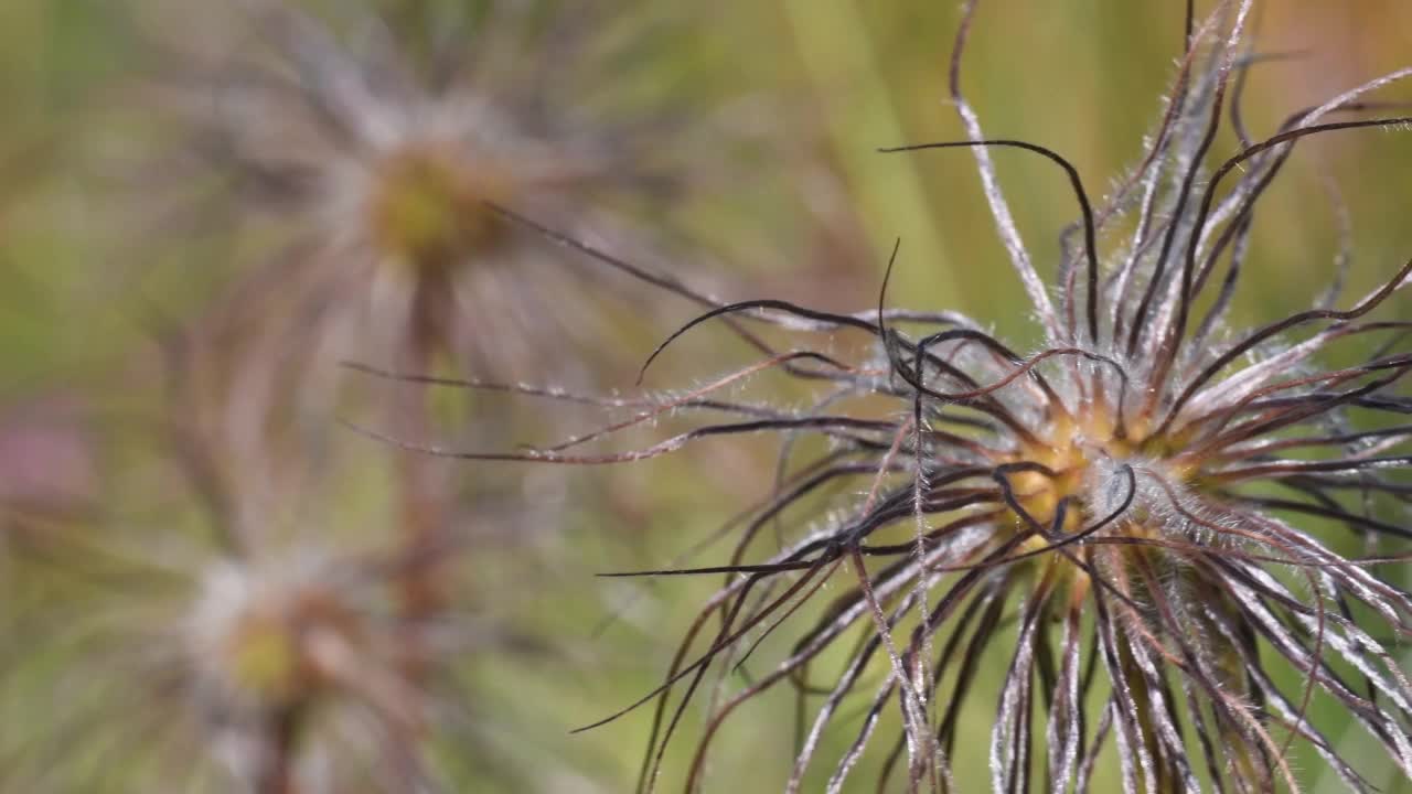 白头翁的果实，白头翁的果实，视频素材