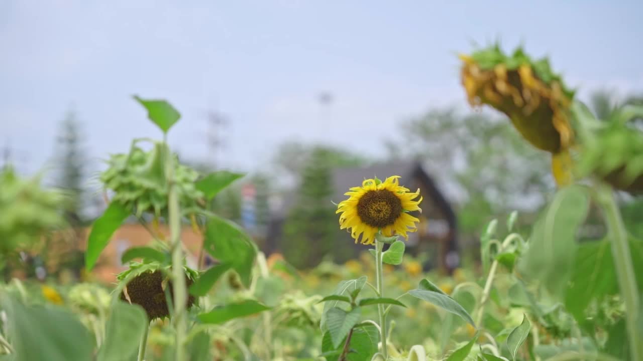 向日葵在蓝天背景。夏天有向日葵的田野。农业产业。阳光明媚的日子里，黄色的大向日葵在田野里。视频素材